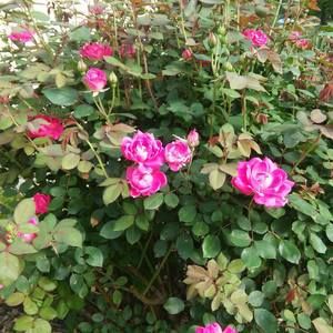 Meet your Posher, Pamela